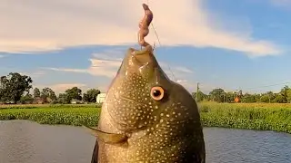 Getting It After The Rain, Bait Fishing
