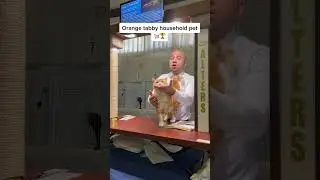 #cat Orange Tabby 2nd best in show with judge Johary Gomez #orangetabby #orangec