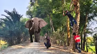 Elephant Attack On For Boys In Forest|Tiger Attack  The Forest #elephant​ #attack​ #video​ #animals​
