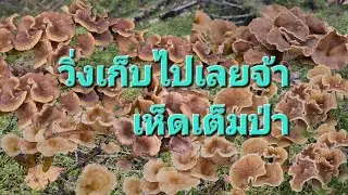 27/ตุลา67ยิ่งเก็บยิ่งเยอะเก็บไม่หมดสักทีป่านี้ต้องมาอีกกี่รอบถึงจะหมด