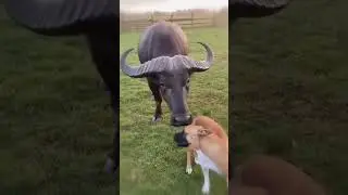 A Dog and a Water Buffalo&rsquo;s Loving Bond 💖