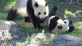 Die süße Pandafamilie im Zoo Berlin am 21 08