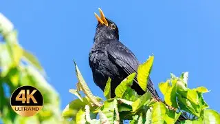 Blackbird  (Turdus merula). Singing birds 4K Ultra HD