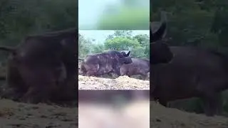 Чистая архерия &mdash; буйвол падает после стрелы #buffalo#hunting#shorts