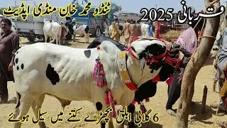 6 gulabi cholistani bachron ki khareedari | tando Muhammad Khan mandi update | Qurbani 2025