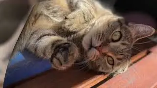 UUCiL Animal Blessing Montage