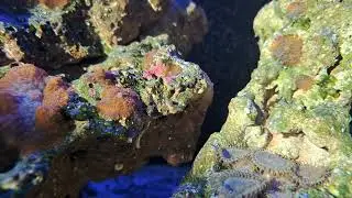 orange/red rhodactis mushroom and palythoa coral in natural sunlight transitioning to blue light
