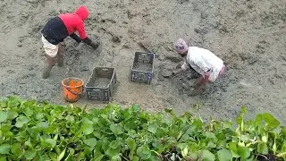 Unique Village Fishing Techniques: Amazing Mud Fishing  