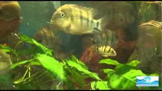 CATN : Cercle Aquariophile et Terrariophile du Nord