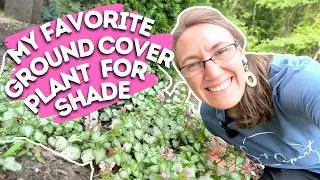 My Favorite Ground Cover Plant for Shade &ndash; You&rsquo;ll Want It Everywhere