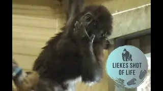 GORILLA BABY TRIES TO USE THE MANGABEY ENTRANCE
