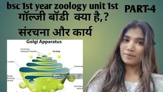 January 24, 2026 BSC 1st year zoology golgi apparatus क्या है संरचना ओर कार्य #zology #bsc