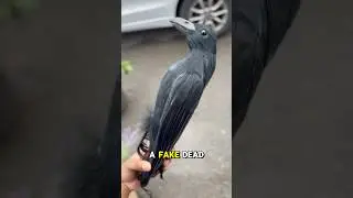 HOW TO (hopefully) KEEP CROWS AWAY     #crows #gardenhacks #gardenhacksforcrows #crowsnest