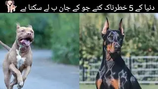Most dangerous dogs in the World | informationTv 