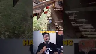 How tomato harvesting machines work
