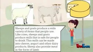 Animal Products