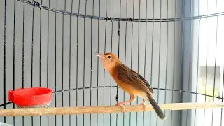 SUARA BURUNG SALOME GACOR‼️suara unik dan aneh