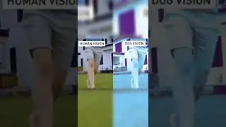 Human vs Animal Vision | Zail Facts