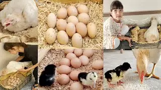 White hen first time harvesting eggs to chicks || mother hen chicks hatched