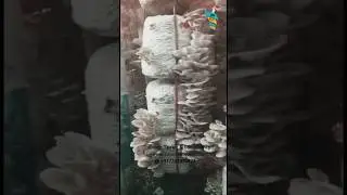 Oyster Mushroom Cultivation in a Flash: Watch and Learn! #mushroomcultivation