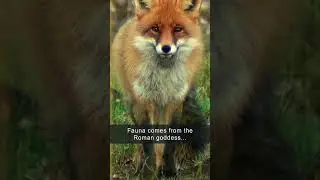 What are flora and fauna? 🦋 🌹