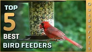 Top 5 Best Bird Feeders Review in 2025