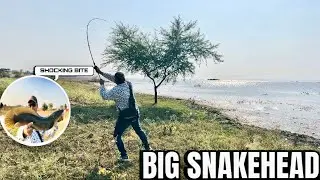 Snakehead Maral Catching Technique! Maral Hunting In New Style! Catch & Release