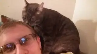 Cat grooming owner