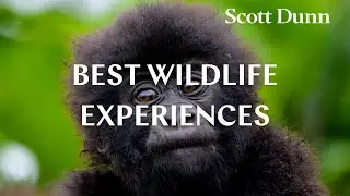 TOP WILDLIFE EXPERIENCES 2023 | LUXURY WILDLIFE HOLIDAYS