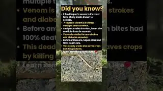 One Bite Can Kill 100 People &ndash; The Deadly Taipan Story!