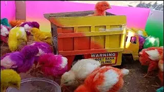Colour Chick Rides On Toy Truck and Eats Rice | Funny Chicks | Animals Funny | Baby Chicks Colour