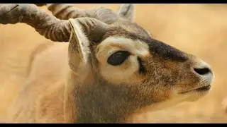 Pashupatinath Deer Park | पशुपतिका हरिण मृग  | Pashupatinath | Pathupatinath Temple | Gp Bhandari
