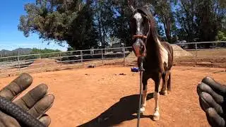 Gait Training - Fearful Horse - Spotted Saddle Horse -  Tennyson