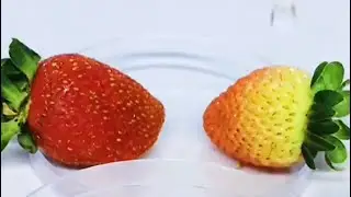 Amazing Timelapse\Growing Strawberry from seeds in 40day#Amazingtimelapse#timelapse#amazingtimelaps