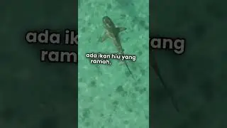 Fakta Unik Negara french Polynesia yang Nggak Banyak tahu! #subscribe