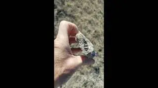 fossils in concretions 2