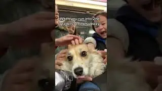 CHAOS with a fluffy corgi in a backpack! #funnydog #shorts