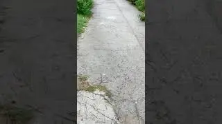 Barish gandoye