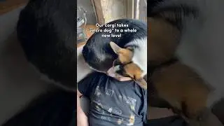 Our Corgi Takes &ldquo;Velcro Dog&rdquo; to a Whole New Level