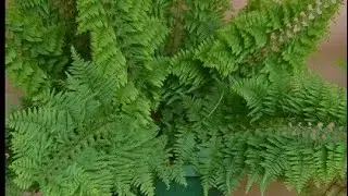 Substrato para samambaia (meu cultivo)