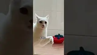 Смех до слез Приколы 🤣