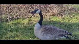 WILL THIS TWO LAZY CANADA🍁  GEESE ATTACK OR TO LAZY?