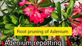 अडेनियम की रिपॉटिंग कैसे करें। Adenium repotting.