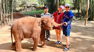 Kerchor elephant Eco Park 2025.01