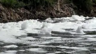 Dirty foam bubbles out of Varthur Lake in Bangalore