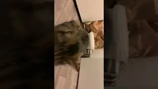 My cute furballs