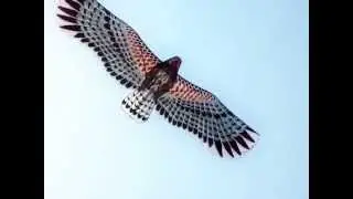 Outdoor Fun - Japanese Eagle KIte