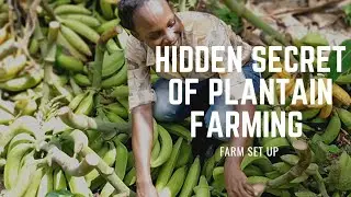 The secret to a profitable plantain farming || Plantain farming in Nigeria #plantainfarming