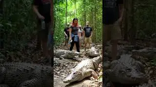 crocodiles and people walk at forest #animals #elephant #crocodile #snakeeat