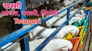 बिहार में बड़े पैमाने पर हर breed की खस्सी यहां पाली जाती है।